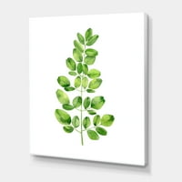 Moringa растителна гранка тропско дрво зеленило за сликање платно уметничко печатење