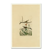 Трговска марка ликовна уметност „Савана Финхплат 109“ платно уметност од Audubon