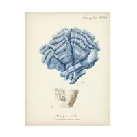 Јохан Еспер „Антички корал во морнарицата II“ платно уметност