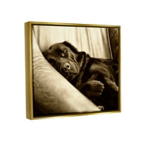 Ступеларска индустрија гушкање со лабрадор куче спиење пријатна сепија фотографија фотографија металик злато лебдечки врамени