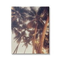 Студените интринти изветвени палми на сонцето на измет на гроздобер летно небо, 20, дизајн од Акоста