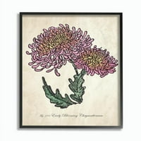 Sumn Industries Botanical Chrysanthemum Цвет црта розова жолта дизајн врамена wallидна уметност до саботата навечер пост